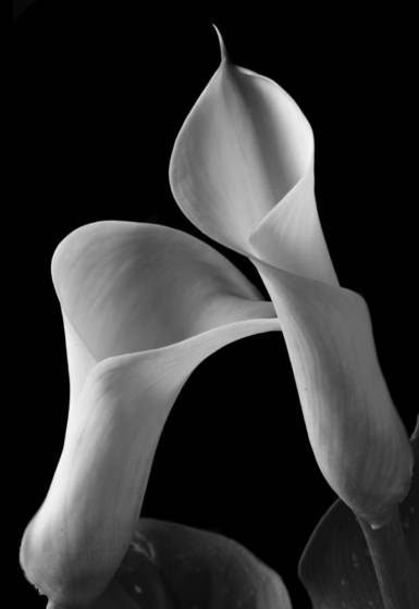 Two_callas_close_up
