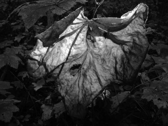 Final_resting_place