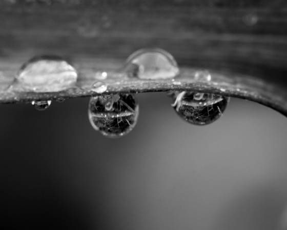 Raindrop_reflection