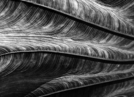 Elephant_ear