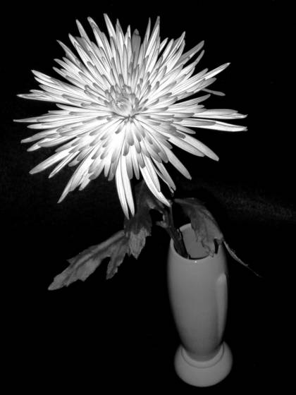 Chrysanthemum
