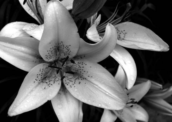 Day_lily