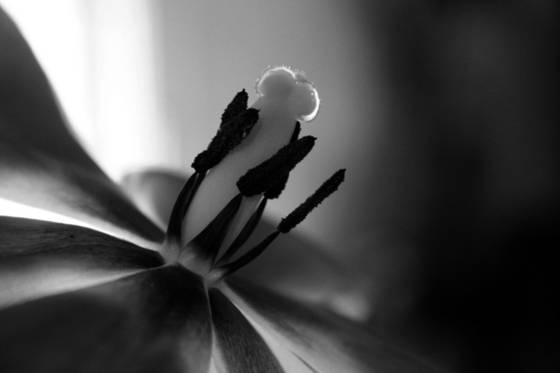 Pistal_and_stamen