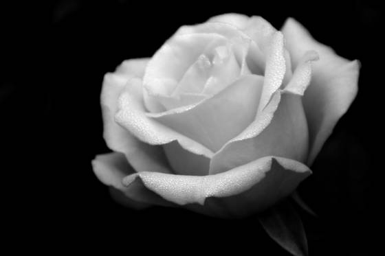 The_rose