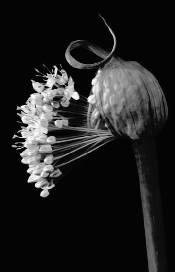 Untitled_5