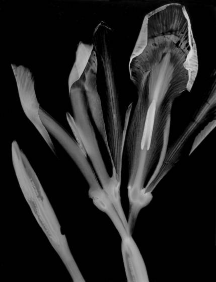 Iris_i