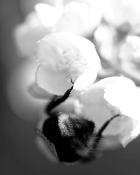 Bee_worker