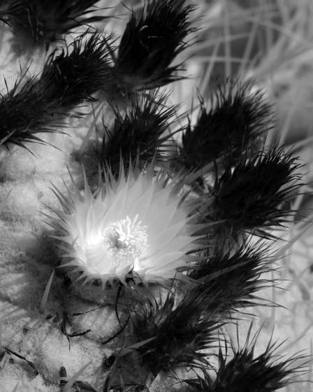 Cactus_bloom