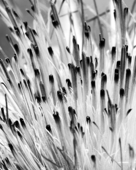 Dandelion