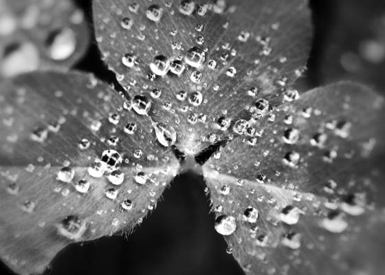 Clover