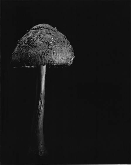 Mushroom