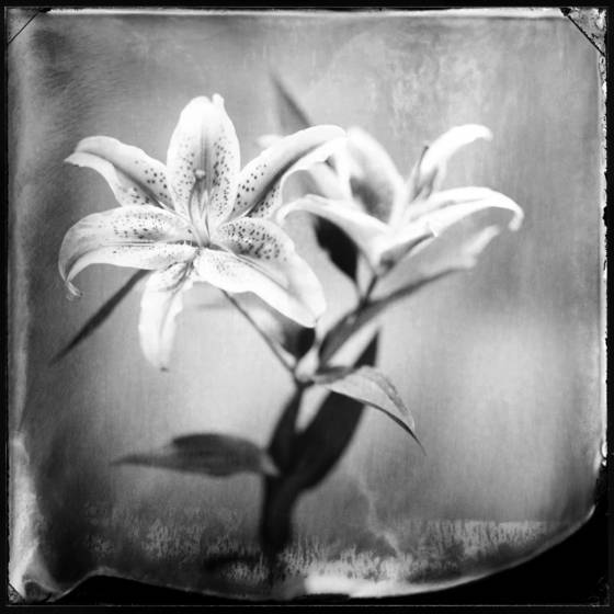 Lily