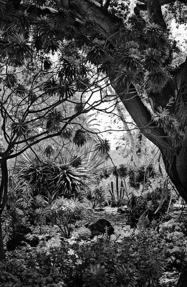 Desert_garden
