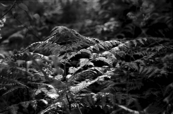 Brackenfern_1