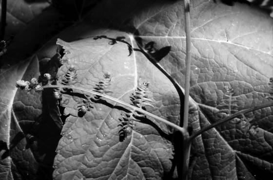 Brackenfern_2