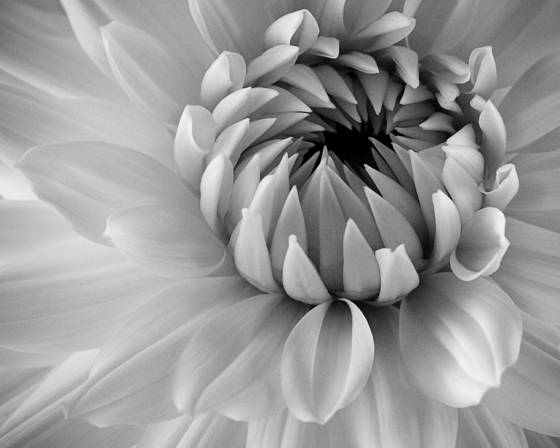 Dahlia