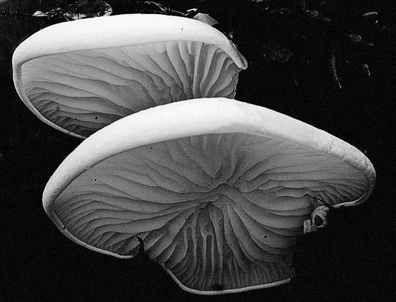 Mushroom_gills