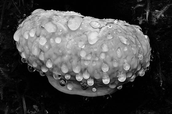 Rain_drops_on_mushroom