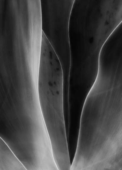 Aloe_5