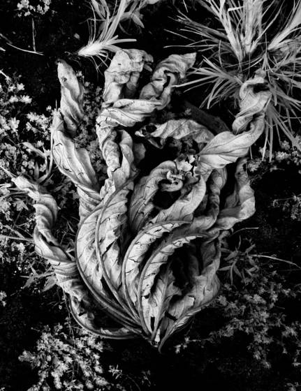 Curled_leaf