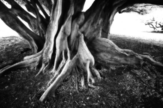 Roots