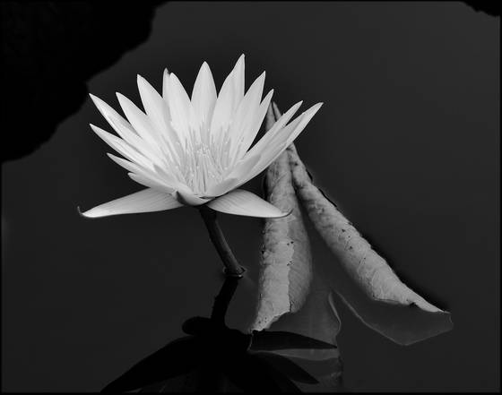 Lily_pond_1