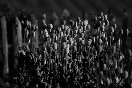 Poppyseeds_02