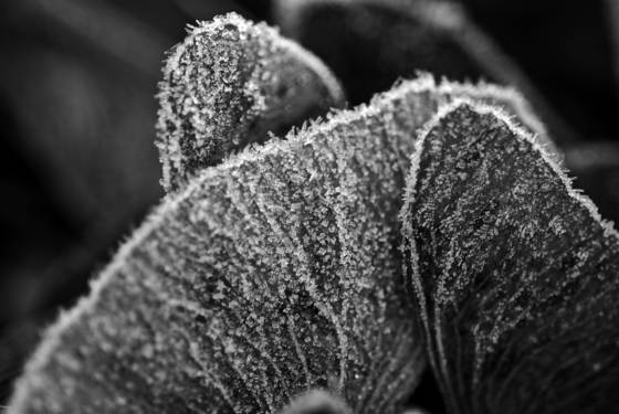 Maple_seeds