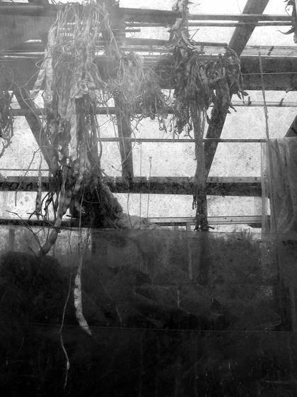 Greenhouse_02