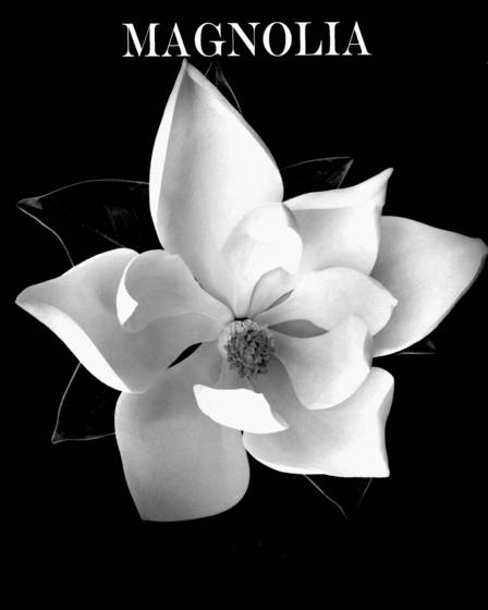 Magnolia