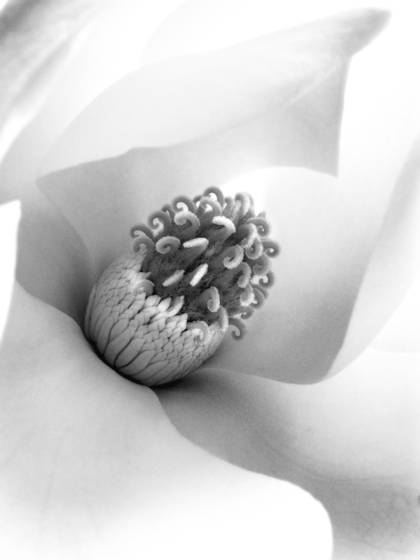 Magnolia