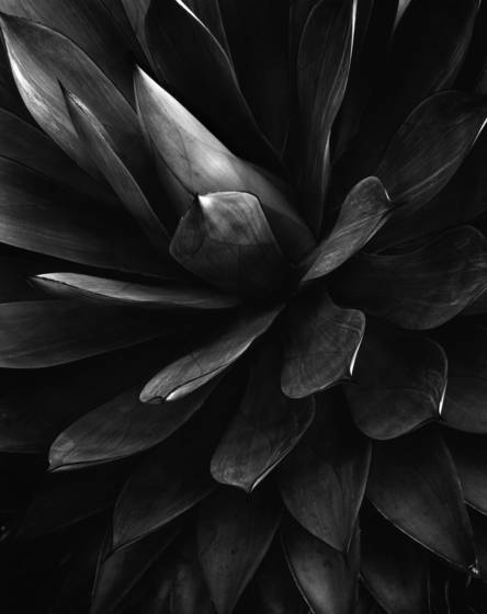 Agave_attenuata_shawii_hybrid