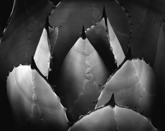 Agave_parryi_huachucensis