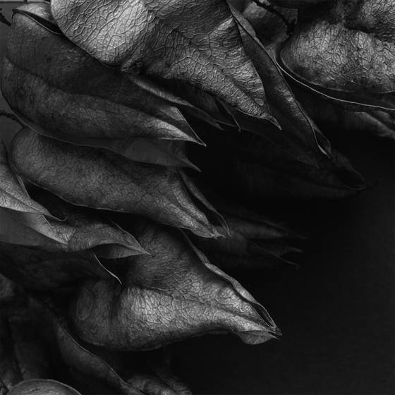 Seed_pod_cluster