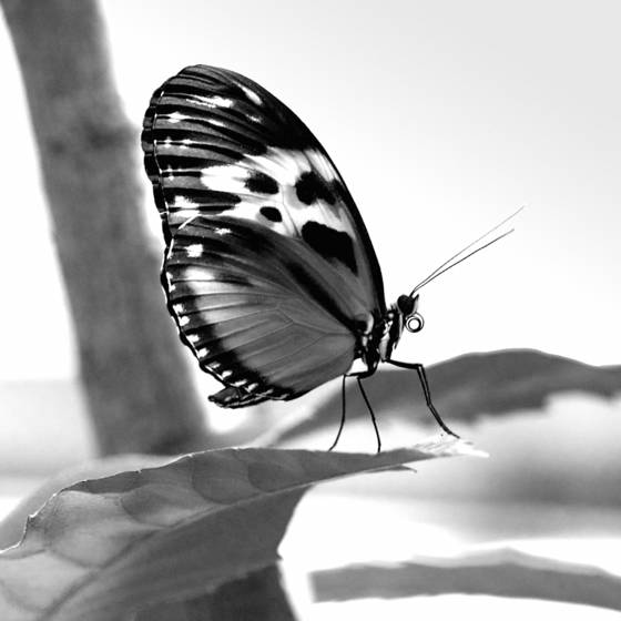 Mariposa_butterfly