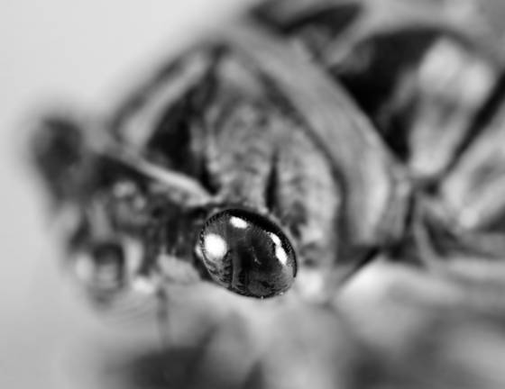 Cicada_1