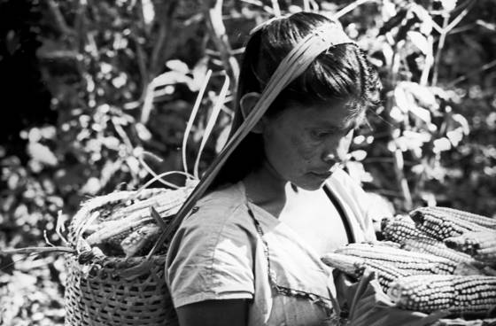 Collecting_fruits_and_vegetables_2