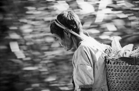 Collecting_fruits_and_vegetables_3