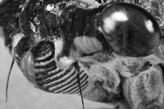 Cicada_3