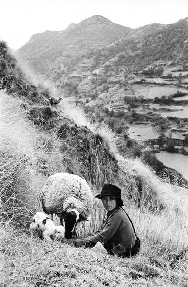 Girl_with_sheep