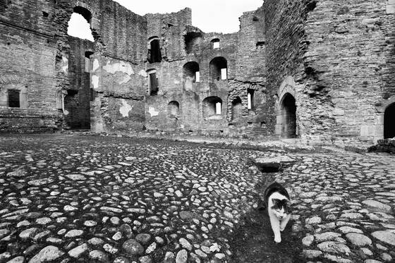 Castle_cat