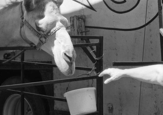 Circus_camel