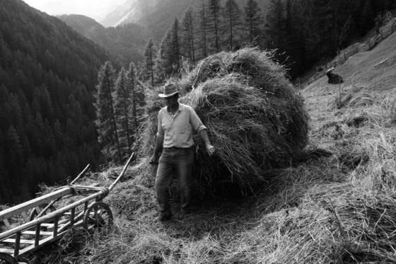 Harvesting_hay_01