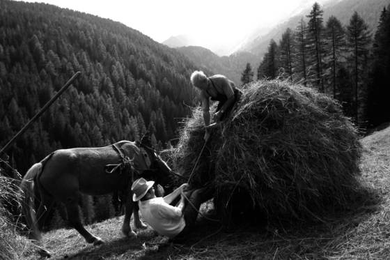 Harvesting_hay_03