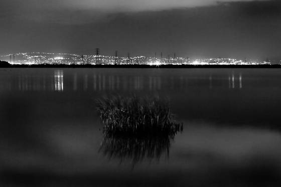 Redwood_shores