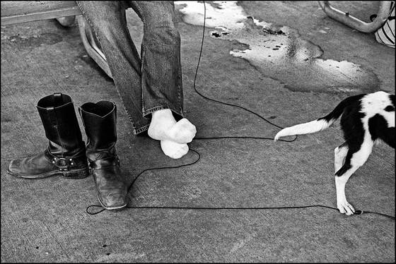 Boots___dog