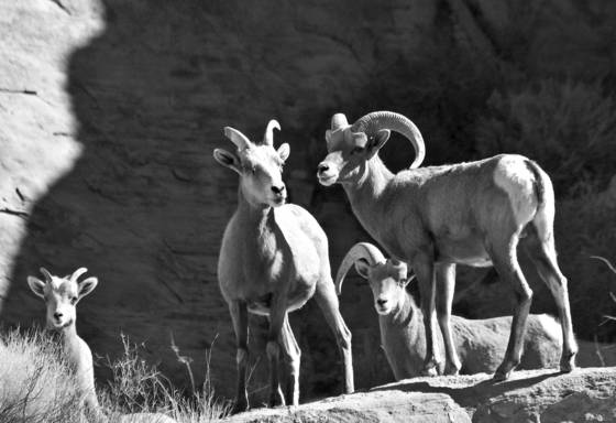 Desert_bighorn_sheep