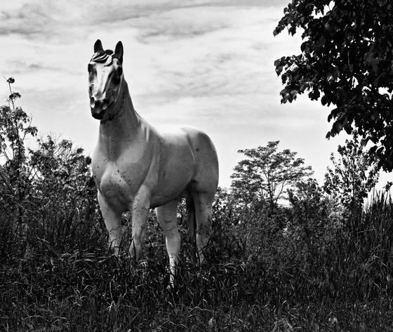 White_horse