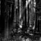 Forest_beams