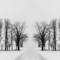 Foggy_morning_trees__2